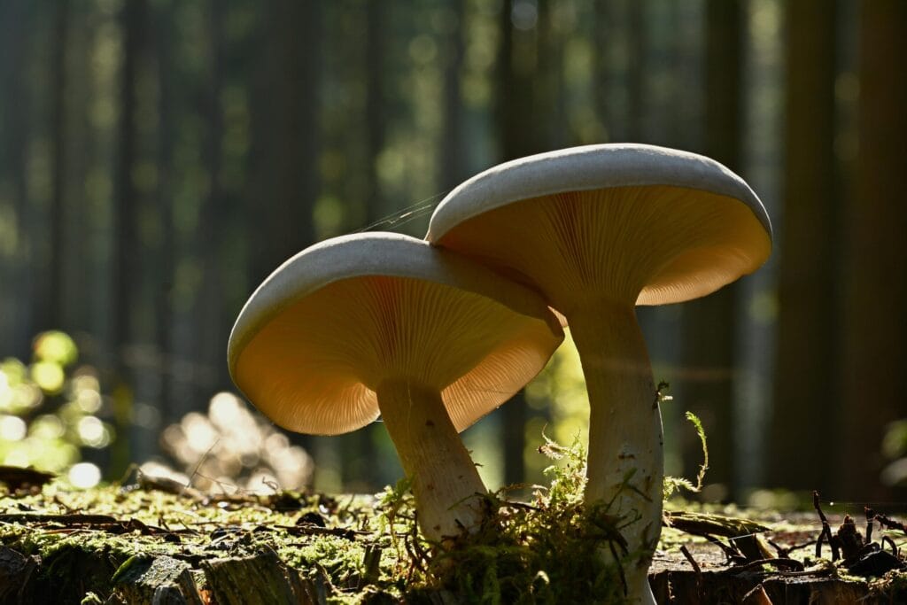Reishi efekty działania