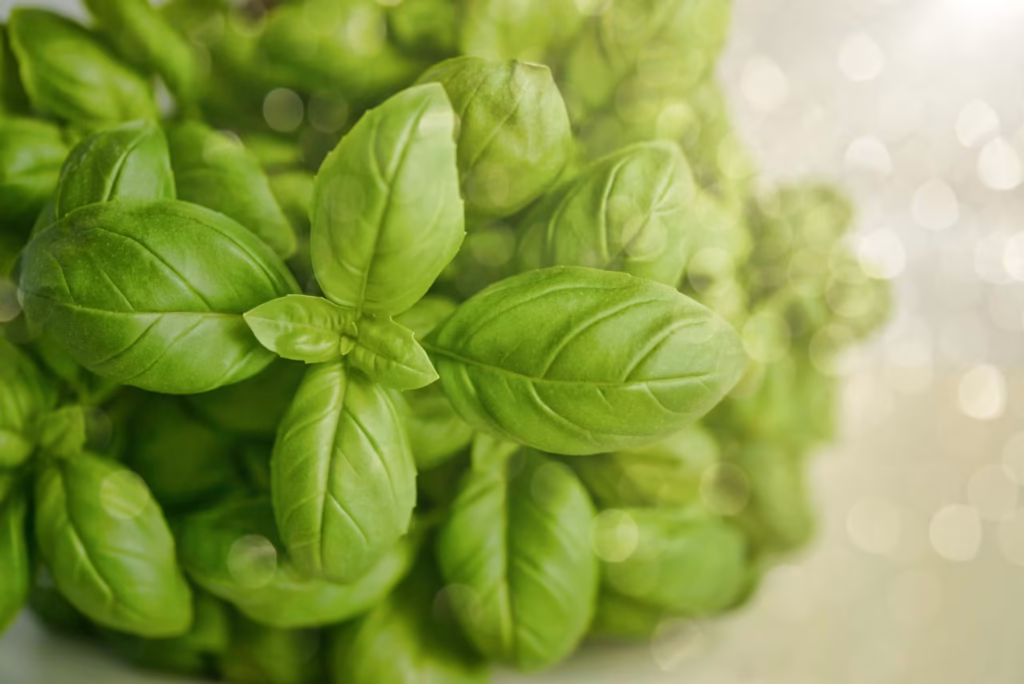Tulsi działanie i efekty