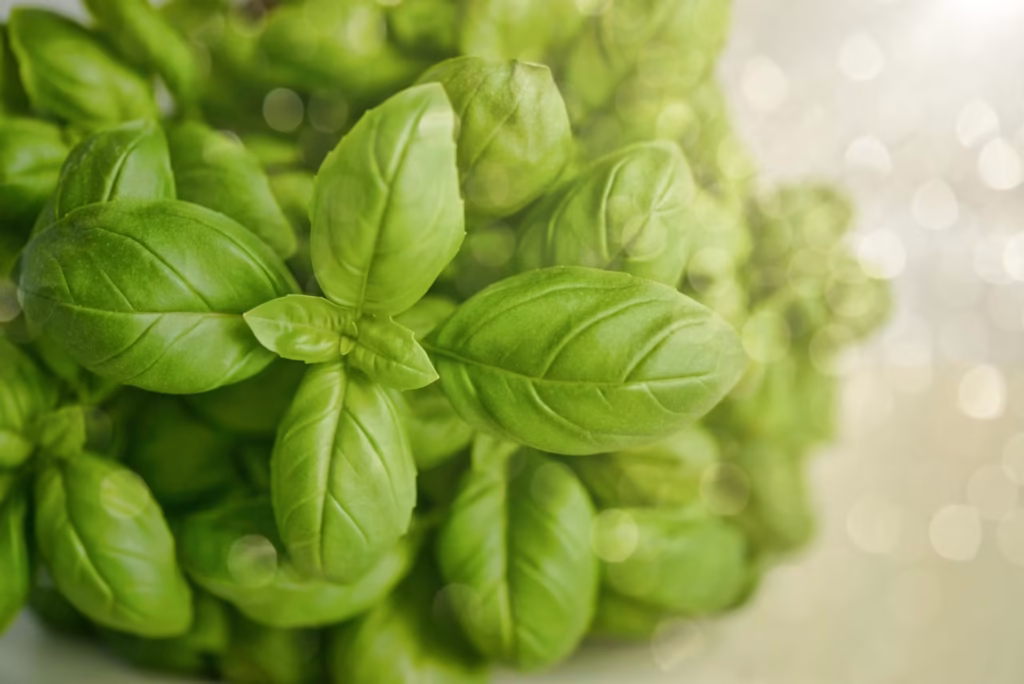 Tulsi działanie i efekty