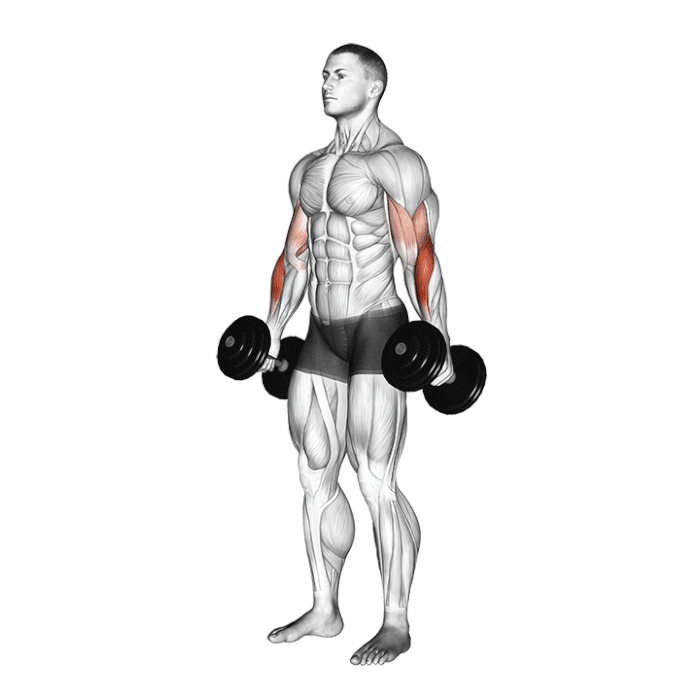 Uginanie na biceps z supinacją technika wykonania