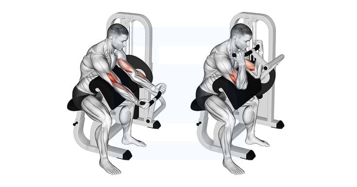 zaangażowane mięśnie podczas wykonywania uginania przedramion na modlitewniku